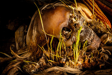 Human skull with corn shoots on the old wooden background, still life concept.