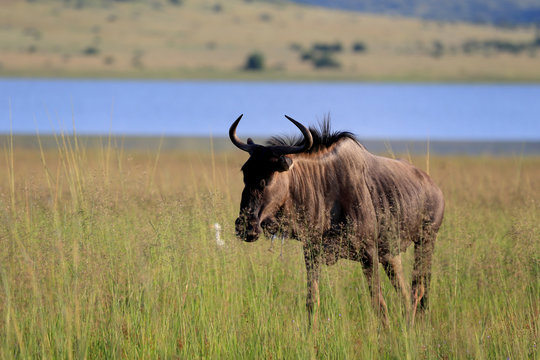 Fototapeta Gnu pręgowane w parku narodowym Pilanesberg