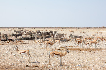 Fototapeta na wymiar Zebre e sprinbok in namibia