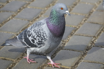 pigeon (Columba livia f. domestica) - urban bird