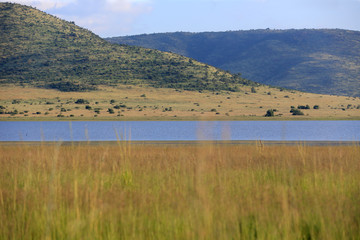 Sawanna w Parku Narodowym Pilanesberg - obrazy, fototapety, plakaty