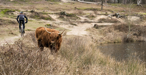 Cyclist passes a scottish cow on a path. Surae lake, Netherlands