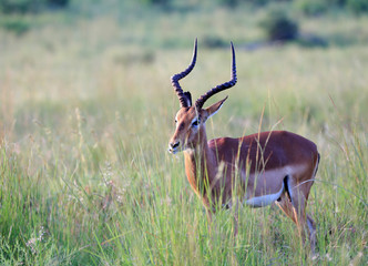 Antylopa impala (Aepyceros melampus) w parku narodowym Pilanesberg