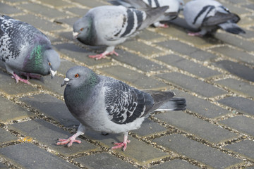 pigeon (Columba livia f. domestica) - urban bird