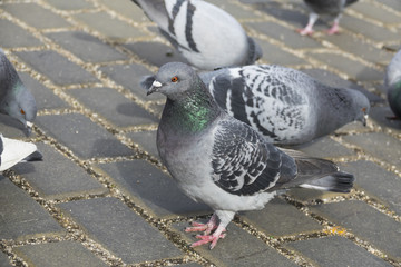Fototapeta premium pigeon (Columba livia f. domestica) - urban bird