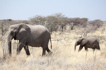 Fototapeta premium Elefanti africani