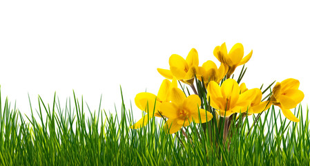 crosuses on white background