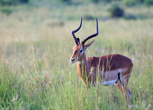 Fototapeta Antylopa impala (Aepyceros melampus) w parku narodowym Pilanesberg