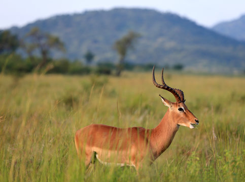 Fototapeta Antylopa impala (Aepyceros melampus) w parku narodowym Pilanesberg