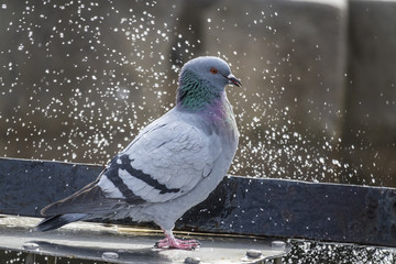pigeon (Columba livia f. domestica) - urban bird