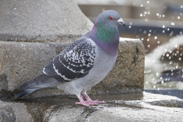 Obraz premium pigeon (Columba livia f. domestica) - urban bird