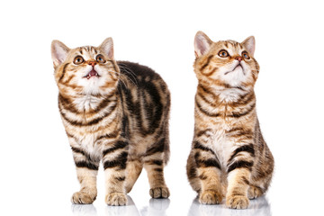 Fototapeta premium two cats on white background