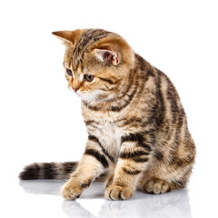 kitten sitting on white background and looks down