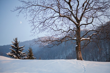 Fototapeta na wymiar Winter Moon Landscape 