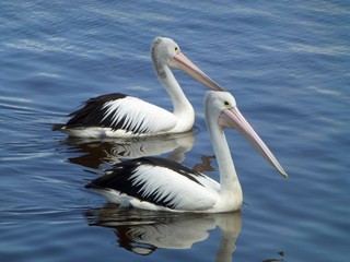 Pelicans