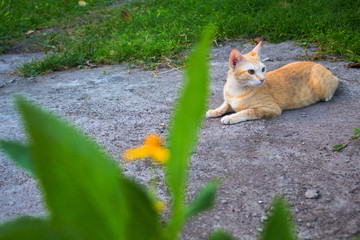 Red cat in the garden. Lovely ginger cat outside in summer garden.