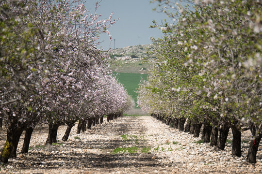 Spring Is Here. Field of almond tree during the blossoming - Mevo Horon, Israel. The blossoming of the almond tree prevents the arrival of the spring in Israel.