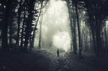 Fototapeta premium Scary dark woods landscape. Man walking on forest road at night
