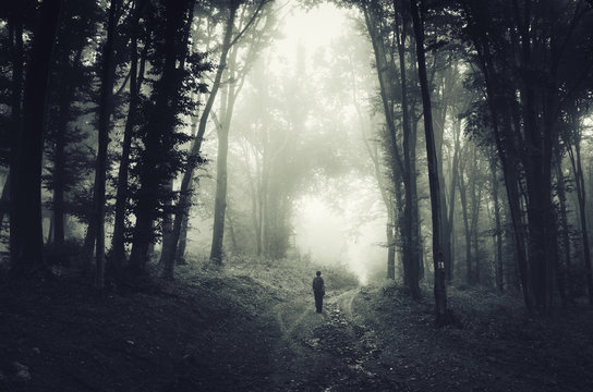 Fototapeta Scary dark woods landscape. Man walking on forest road at night
