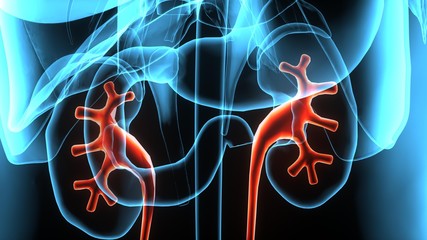 3D illustration Human body highlighted urinary system.
