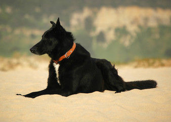 cão preto