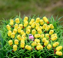 Anders, Ansammlung von vielen gelben Plüschküken in deren Mitte ein pinkfarbenes Küken mit Sonnenbrille sitzt