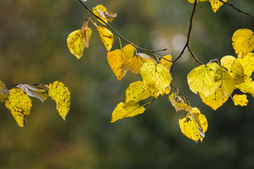 Yellow Leaves in Kungsparken, Malmo, Sweden