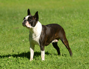 Boston terrier portrait in the garden