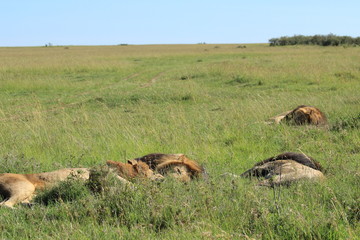Four mature lions sleeping in Kenya