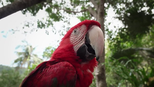 Red parrot sits on a background of tropical