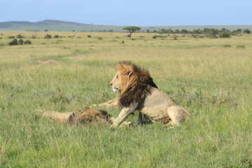Mature lions in Kenya