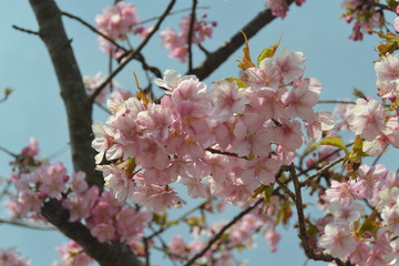 河津桜