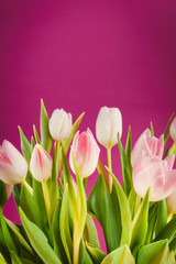 bouquet of white tulips on a pink background