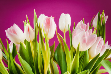 Obraz na płótnie Canvas bouquet of white tulips on a pink background