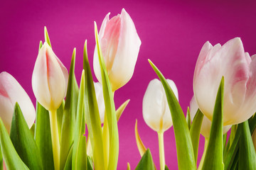 bouquet of white tulips on a pink background