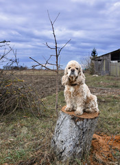 American Cocker Spaniel