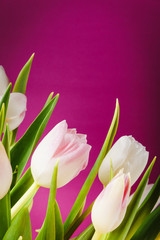 bouquet of white tulips on a pink background
