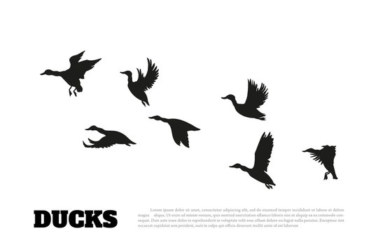Black silhouette duck flocks on a white background