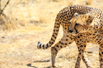 Gepard (Acinonyx jubatus), captive