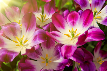 Violet tulips background.Macro shot.