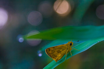 Fototapeta na wymiar Butterfly tropical forest.