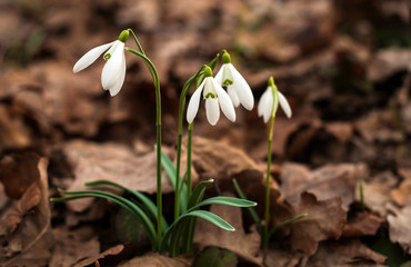 Obraz premium Snowdrop spring flowers. Delicate Snowdrop flower is one of the spring symbols telling us winter is leaving and we have warmer times ahead. Fresh green well complementing the white blossoms.