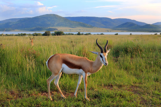 Fototapeta Skocznik antylopi (Antidorcas marsupialis) - Springbok