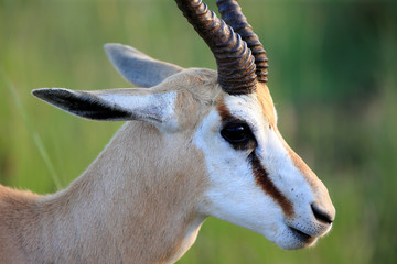 antylopa Springbok w parku narodowym Pilanesberg © andrzej_67