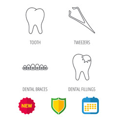 Dental braces, fillings and tooth icons. Tweezers linear sign. Shield protection, calendar and new tag web icons. Vector