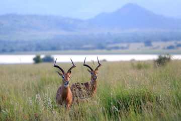 Antylopy impala zwyczajna w parku narodowym Pilanesberg © andrzej_67