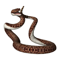 3D Rendering Rattlesnake on White