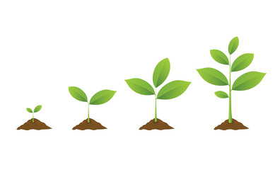 Infographic of planting tree. Seedling gardening plant. Seeds sprout in ground. Sprouts, plants, trees growing icons. Seedling agriculture. Vector illustration isolated on white background. - obrazy, fototapety, plakaty
