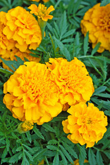 Blooming Yellow Marigolds (Tagetes) flowerbed
