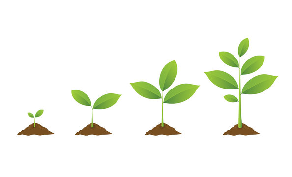 Infographic of planting tree. Seedling gardening plant. Seeds sprout in ground. Sprouts, plants, trees growing icons. Seedling agriculture. Vector illustration isolated on white background.